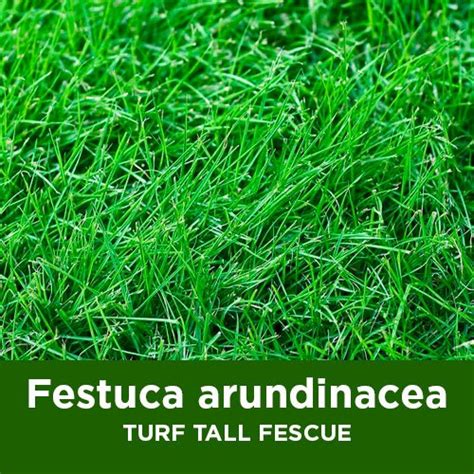 Semilla CÉsped Festuca Arundinacea Turf Tall Fescue X 25 Kg