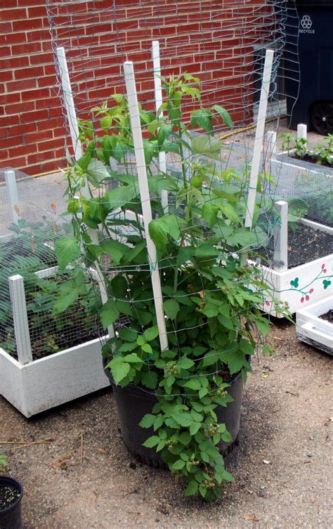 Grow It Eat It Black Raspberries Part 4 Growing Raspberries