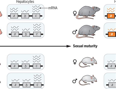 Sex Biased Gene Expression In Mammals Science