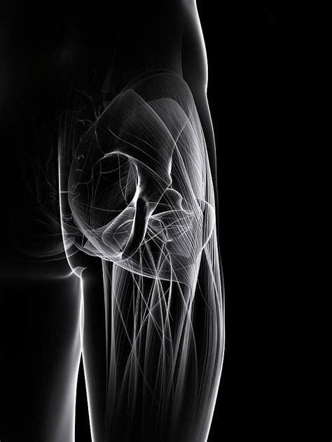 Buttock Muscles Photograph By Scieproscience Photo Library