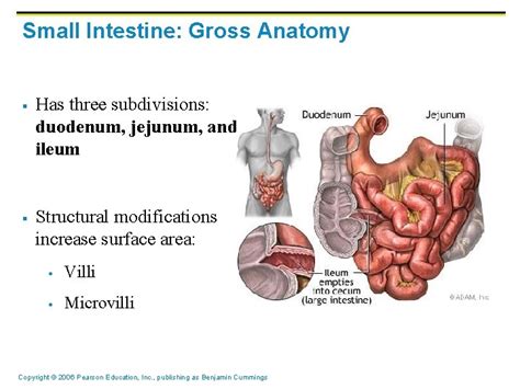 What Is The Function Of Your Digestive System