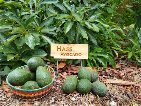 The Hass Avocado Tree A Profile Greg Alder S Yard Posts Southern California Food Gardening