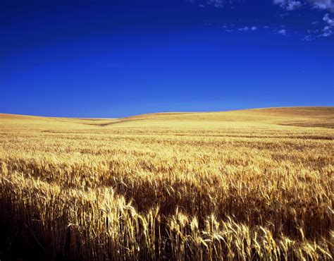 Field Of Grain Hoodoo Wallpaper