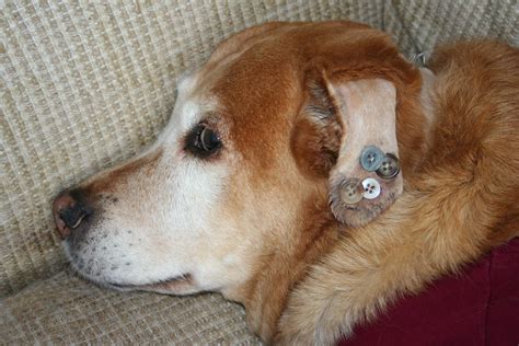 Can A Dog Die From Ear Hematoma