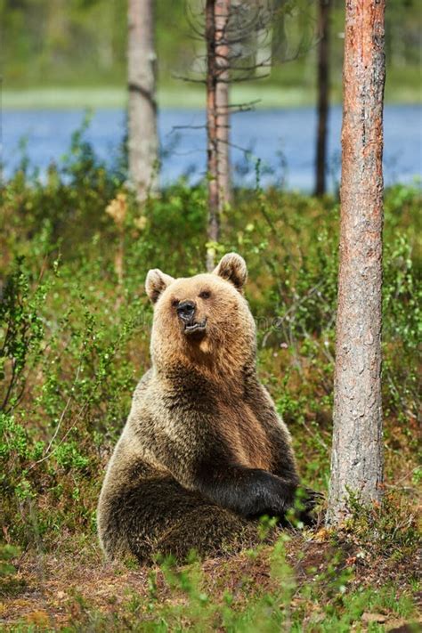 Brown Bear Sitting Stock Photo Image Of Portrait Lake 60347984