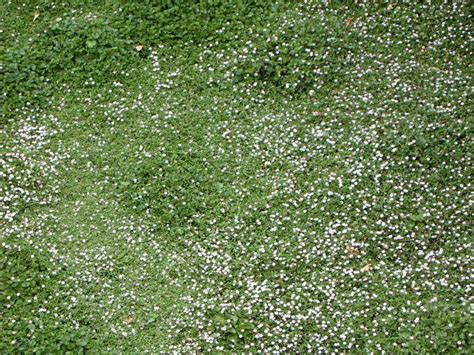 Phyla Nodiflora Ground Cover Plants Nature Backgrounds Turf Garden