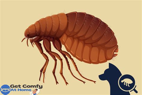 Fleas Get Comfy At Home