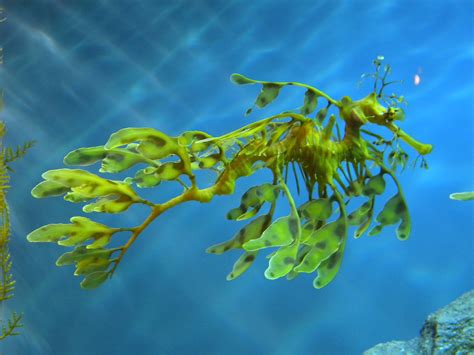 Leafy Seadragon Phycodurus Eques Seen At The Monterey Bay Flickr