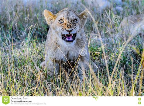 Funny Lion Cub Stock Image Image Of Sand Majestic Golden 80862475
