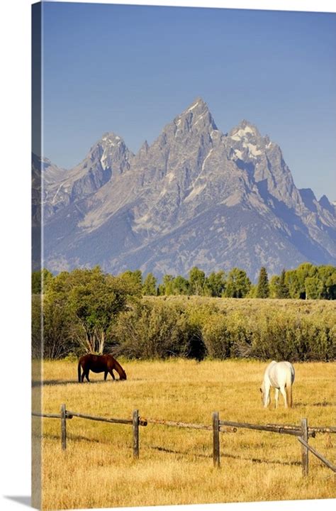 Horses And Teton Mountain Range Grand Teton National Park Wyoming