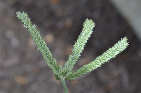Huge sale on grass seed for winter now on. Goosegrass is an annual grassy weed that looks like crabgrass.
