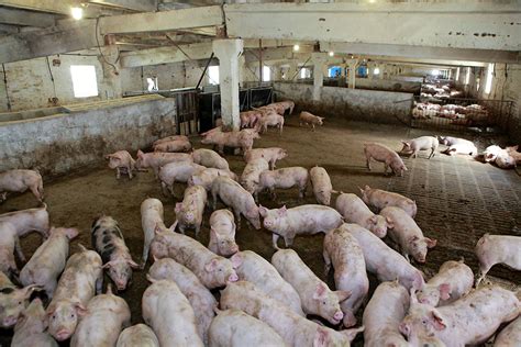 Independent Pig Farms May Disappear In Ukraine Pig Progress