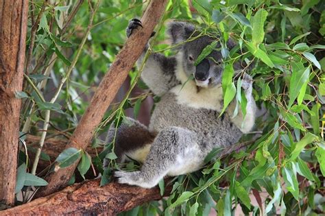 Lone Pine Koala Sanctuary Review Brisbane Kids