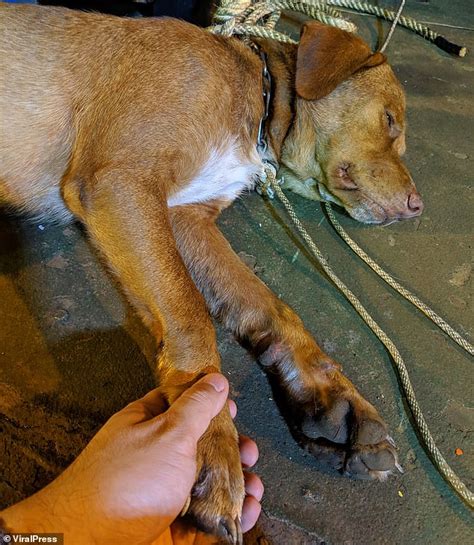 Gulf Of Thailand Dog Rescued By Oil Rig Worker After Its