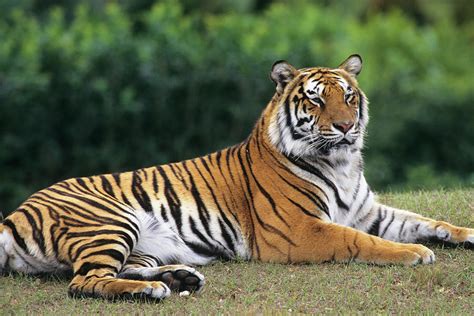 Bengal Tiger Lying Photograph By Animal Images