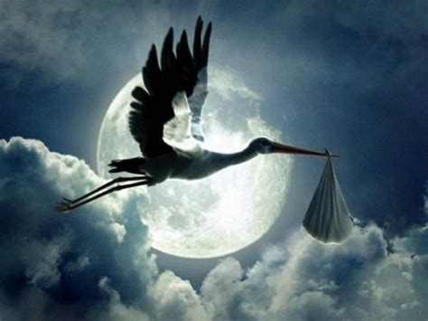 Interesting Facts About Storks Just Fun Facts