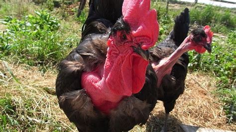 How The Transylvanian Naked Neck Chicken Got Its Naked Neck