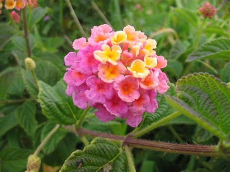 Filelantana Camara Flower