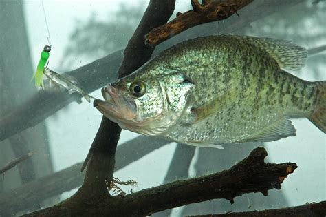 Crappie Fishing Secrets For The Fall Great Days Outdoors