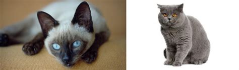 Siamese Vs British Shorthair Breed Comparison Mycatbreeds