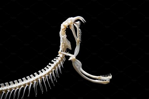 Snake Skeleton On Black Isolated High Quality Animal Stock Photos