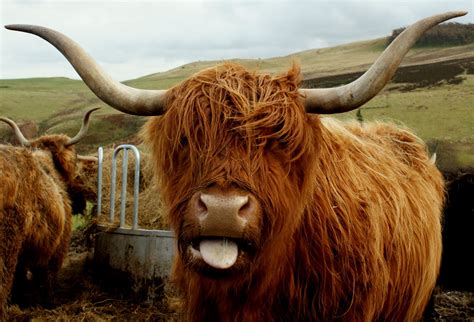 Tour Scotland Photographs November 26th Photograph Highland Cow Scotland