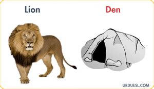 Homes of Animals with Names and Pictures - Download pdf