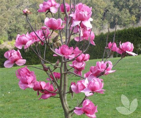 An Attractive Deciduous Magnolia With Many Lateral Branches Often