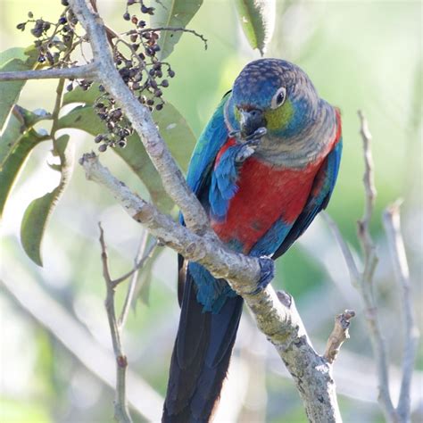 Parrot Encyclopedia Crimson Bellied Conure World Parrot Trust
