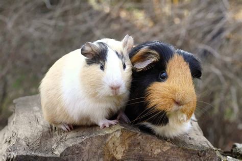 Guinea Pig Companionship Bonding And Handling Burgess Pet Care