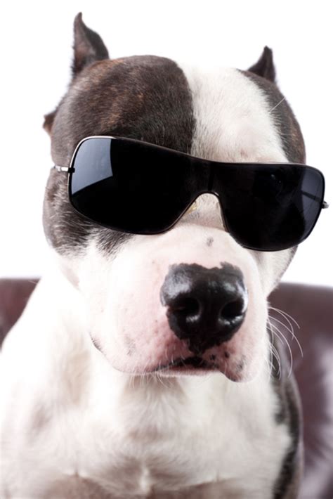 American Staffordshire Terrier With Sunglasses On A Armchair Isolated