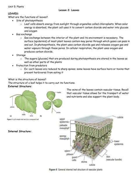 Unit 5 Plants Lesson 2 Leaves Leaves What Are The Functions Of