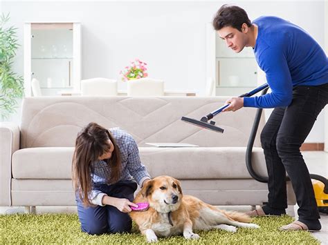 How To Kill Fleas In A Carpet A Comprehensive Guide Bennett For House