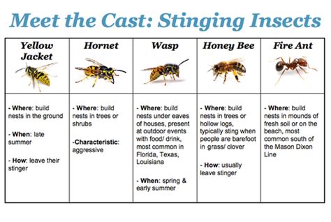 Work Safely Around Bees And Other Stinging Insects Ironsides