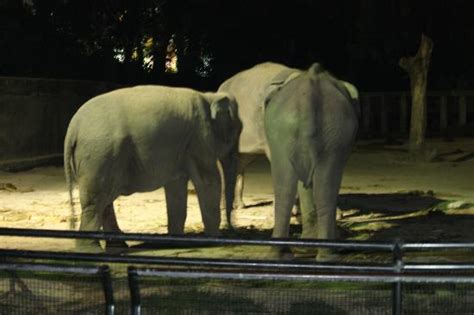 Taiping zoo is a pioneer of night safari in malaysia. Zoo Taiping & Night Safari - 2021 All You Need to Know ...