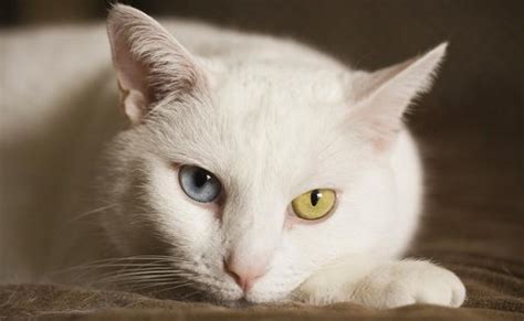 15 Amazing Odd Eyed Cats Amazing Creatures