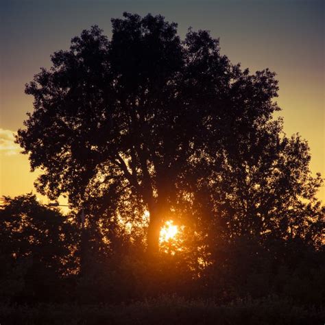 Free Images Tree Nature Branch Light Plant Sky Sun Sunrise