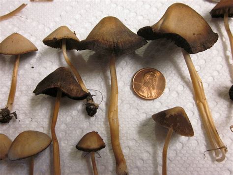 Is It A Liberty Cap In Upstate Ny Mushroom Hunting And