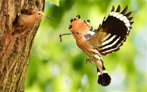 Hoopoe Pictures A Z Animals