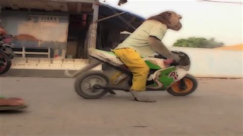 Must Watch Ever Seen A Monkey Riding A Bike Youtube