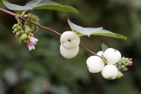 The Common Snowberry A Shrub With White Fruit Organic Horticulture Garden Shrubs Shrubs