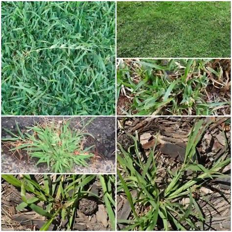 Bermuda Grass Vs Crabgrass Turf Comparison In Usa