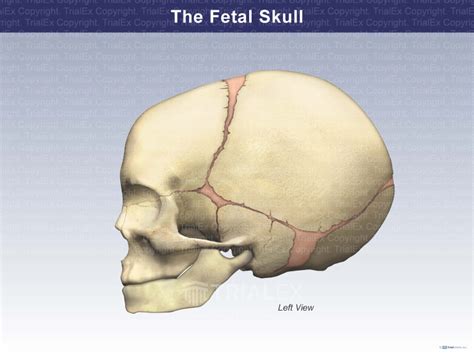 Left View Of The Fetal Skull Trial Exhibits Inc