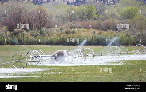 Frozen Sprinkler System With Melting Ice Watering Grass On Farm Stock