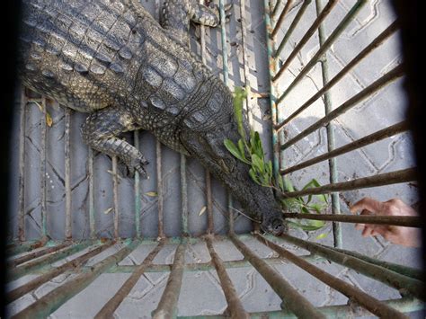 Infamous Gaza Crocodile Finally Captured After 2 Years Cbs News