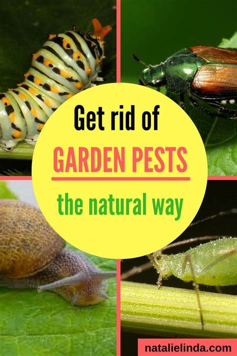 How To Keep Garden Pests Out Of Your Garden Natalie Linda Garden