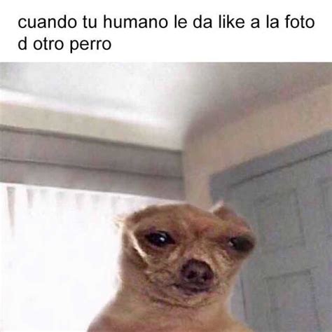 63 Memes De Perros Chihuahuas L2sanpiero