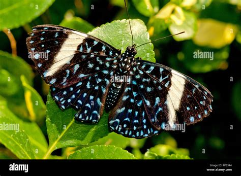 Female Starry Night Cracker Butterfly Hi Res Stock Photography And