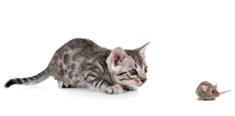 Do Bengal Cats Catch And Eat Mice Updated Fluffyplanet