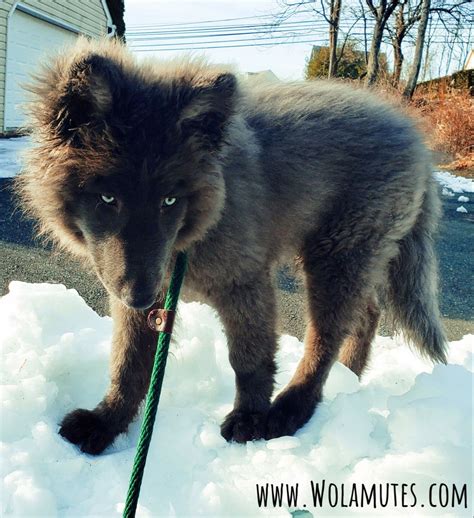 Wolf Hybrid Puppies For Sale Pets And Animal Galleries